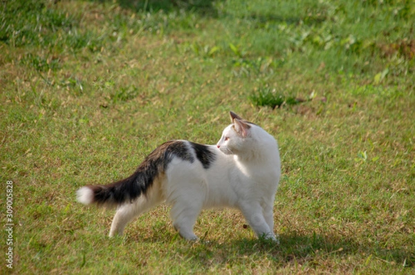 Obraz Mysterious cat