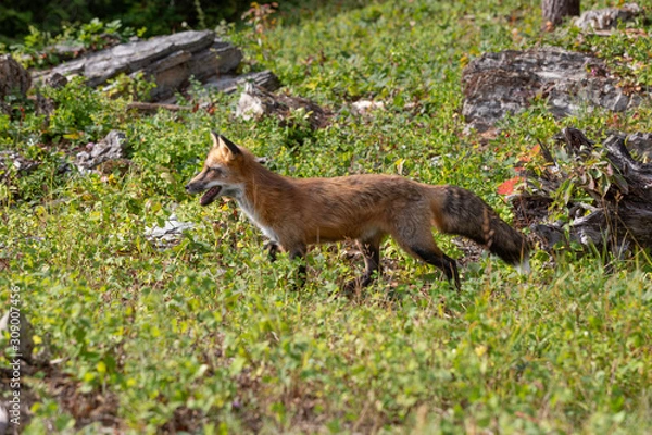 Fototapeta Red Fox crossing a Meadow 