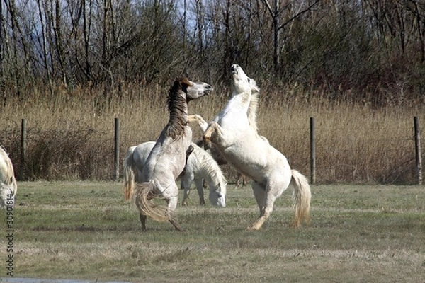 Obraz CAVALLI SELVAGGI