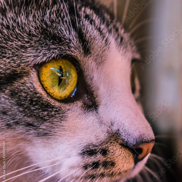 Obraz olhar da kitty