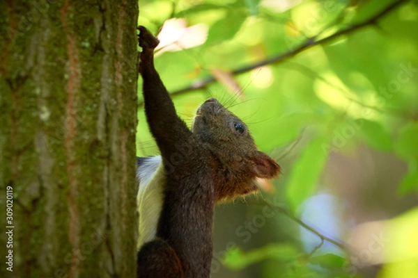 Fototapeta Squirrel Hanging on a Tree
