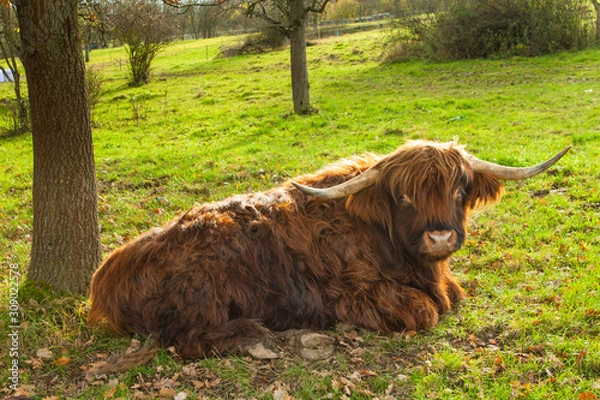 Obraz highlandcattle
