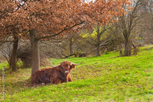 Obraz highlandcattle_undertree