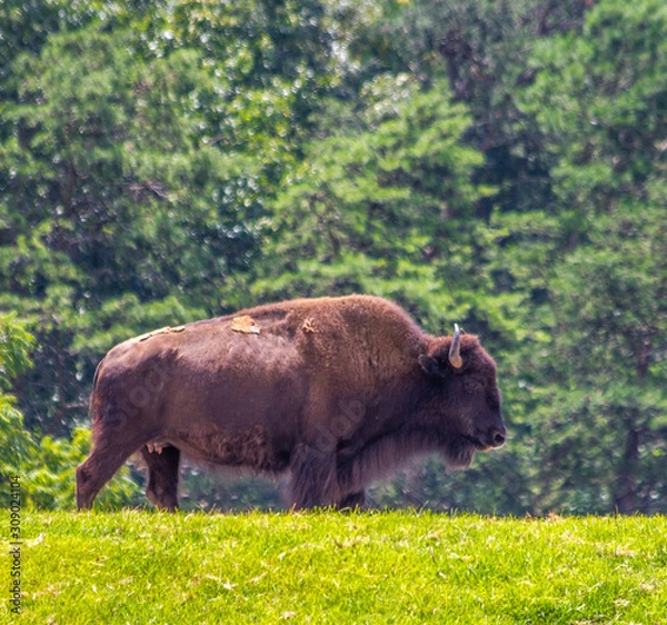 Obraz American Buffalo