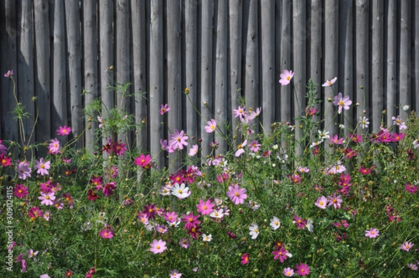 Fototapeta Bright white, pink and purple decorative cosmea flowers on a background of a high natural unpainted gray wood fence on a sunny day