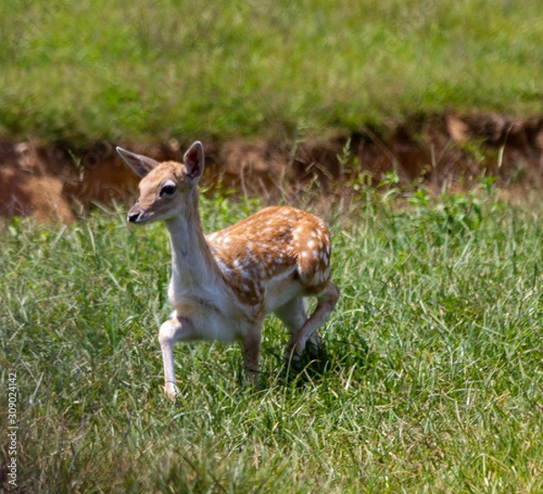 Obraz Small Deer Running