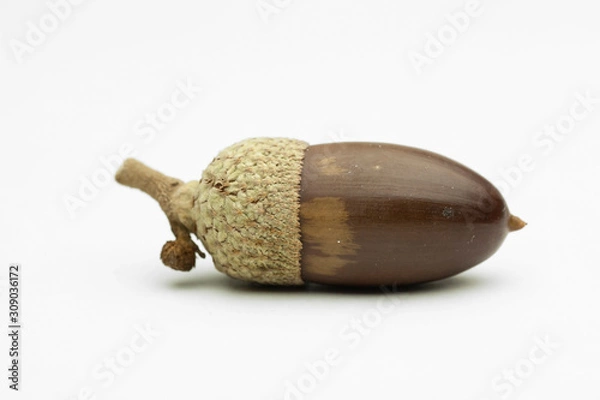 Obraz bellota aislada
