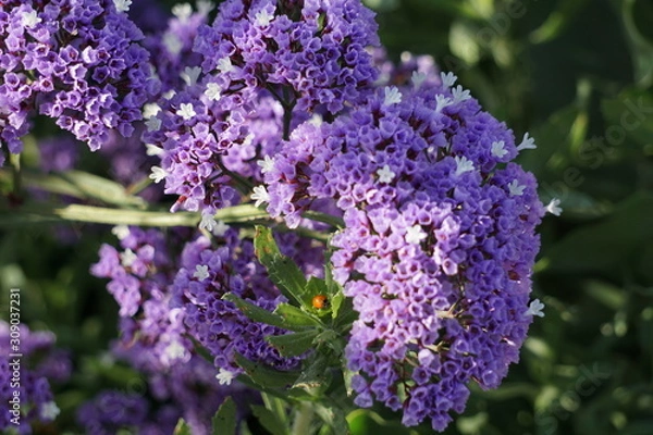 Obraz Spotless Ladybug hidden by purple flowers
