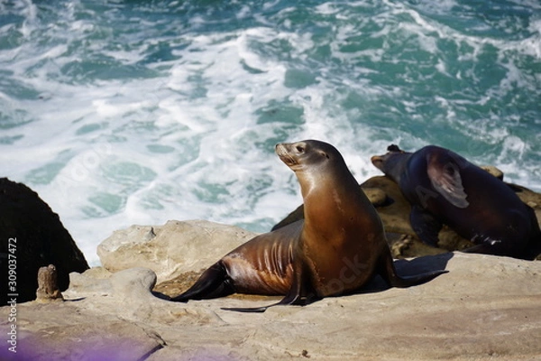 Obraz A ham for the camera