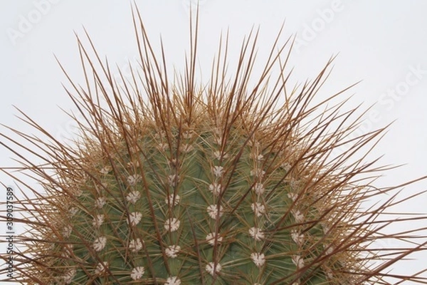 Fototapeta cactus