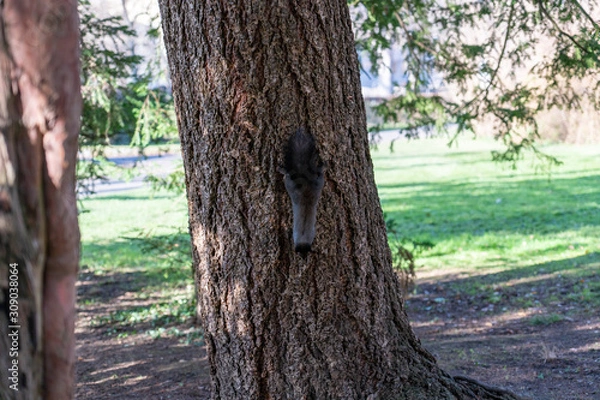 Obraz Eichhörnchen sucht nach Essen auf Baum