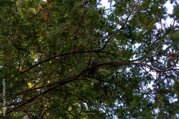 Obraz Eichhörnchen sucht nach Essen
