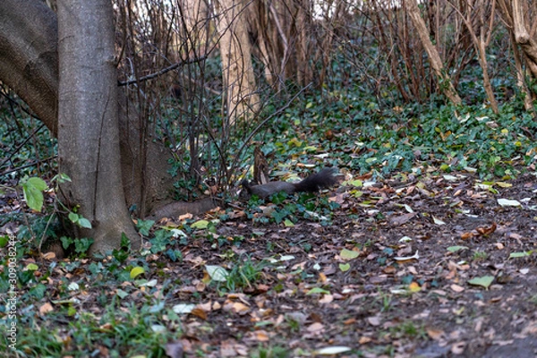 Obraz Eichhörnchen sucht nach Essen