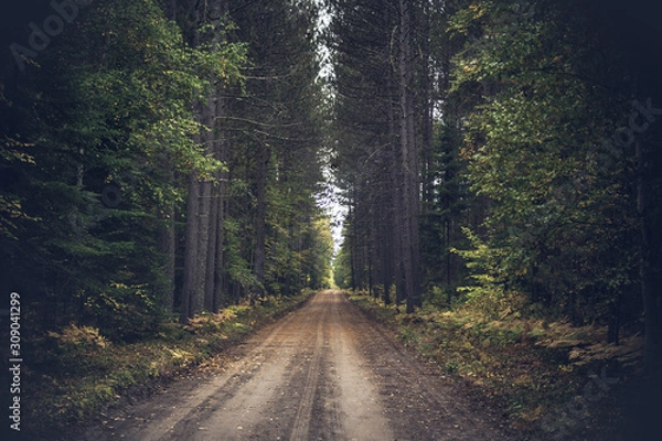 Obraz Vintage Fall Forest Road