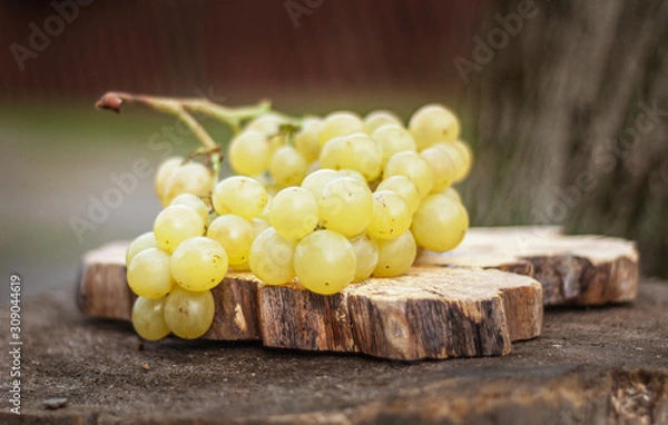 Fototapeta Ripe green grapes on an old tree stump. Shallow depth of field.