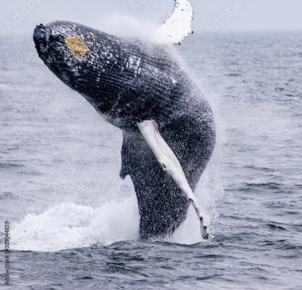 Obraz Breeching Whale, New England
