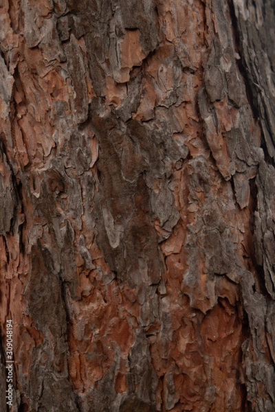 Fototapeta Texture of tree bark