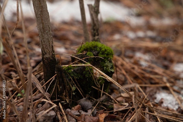 Fototapeta Moss on the root of a tree surrounded by dry leaves in the forest closeup