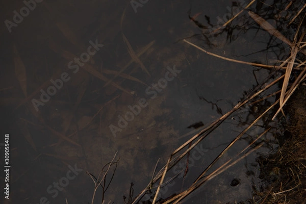 Obraz Bulrush in the water closeup second angle