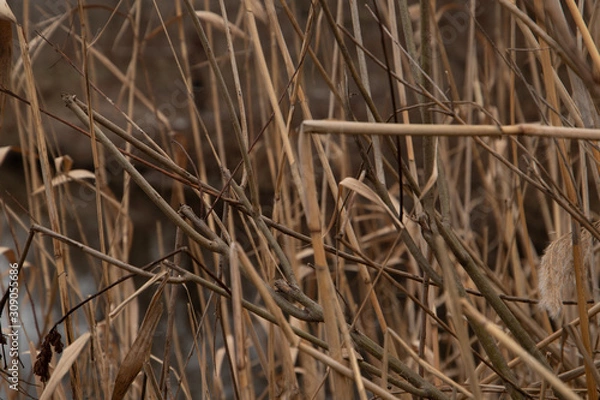 Obraz Dry bulrush on the lake close-up