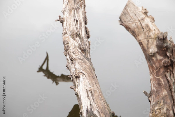 Fototapeta Bright Branch of a tree above mirror water close-up