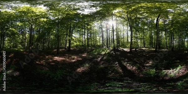 Fototapeta Summer Forest 360 Panorama