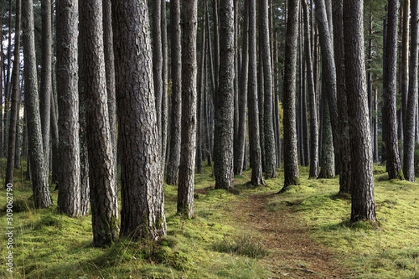 Fototapeta Pine forest