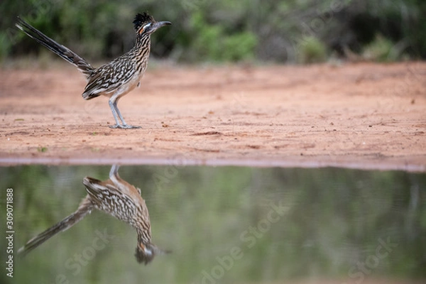 Fototapeta Roadrunner