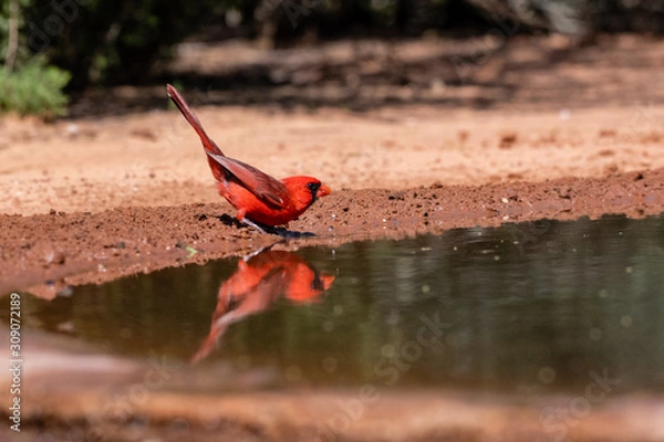 Fototapeta cardinal drinking