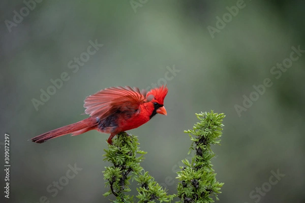 Obraz Cardinal on roost
