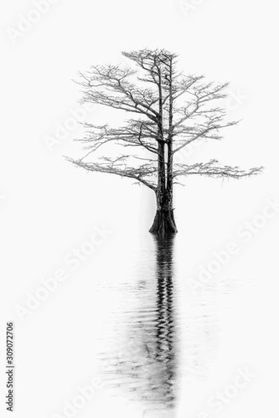 Fototapeta Lone Cyprus