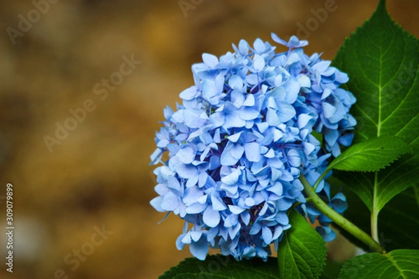 Fototapeta hydrangea closeup