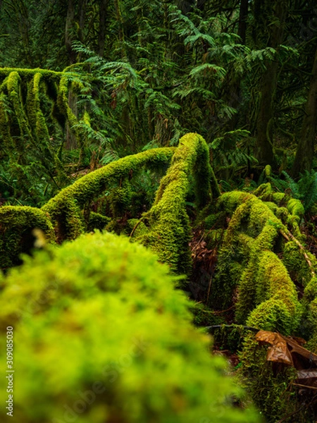 Obraz tree roots in forest