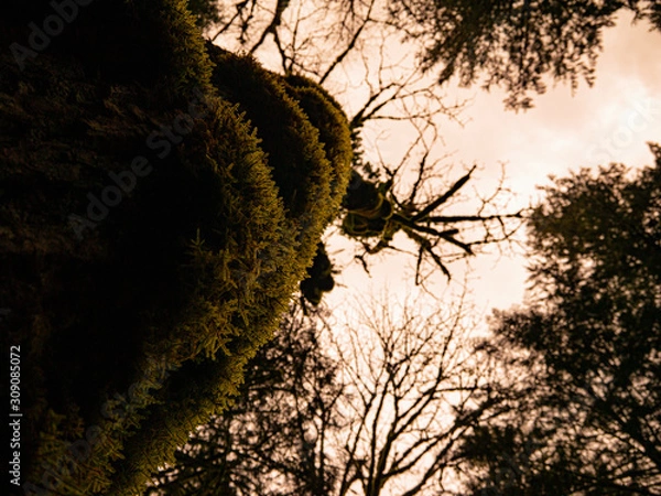 Obraz moss covered tree in the forest