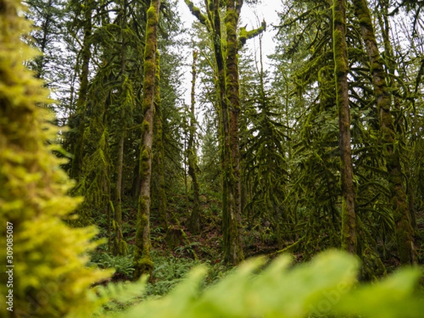 Obraz trees in the forest