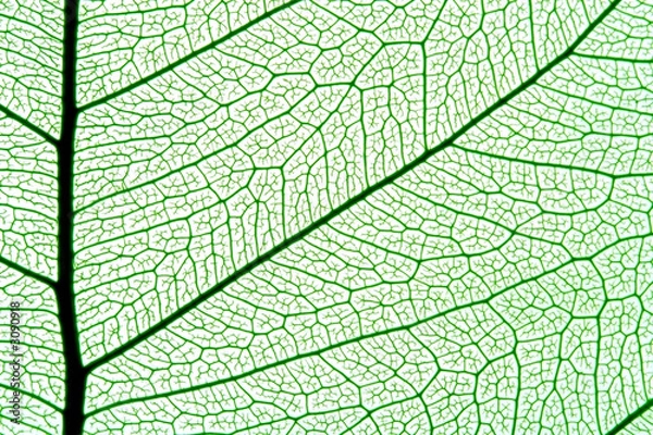 Obraz tekstura liści