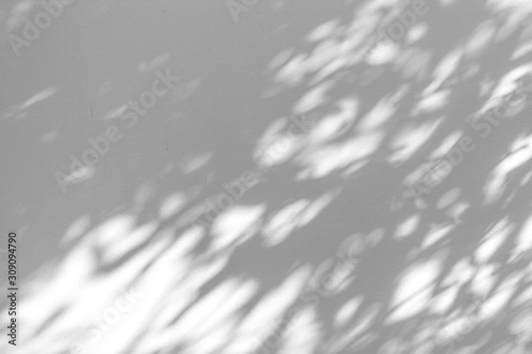 Fototapeta Shadow blur of the leaves on white wall abstract background.