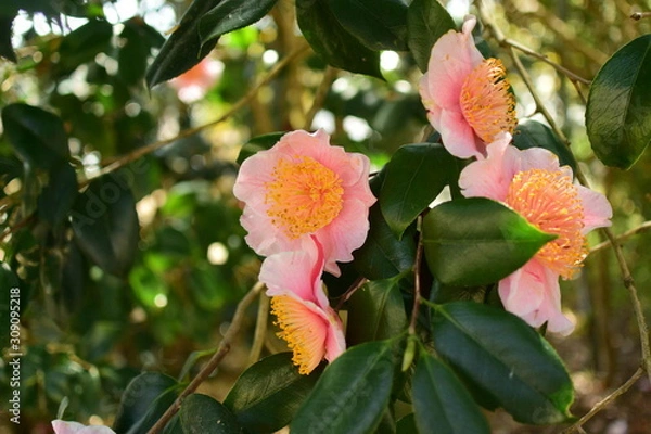 Obraz ツバキの花、さざんか