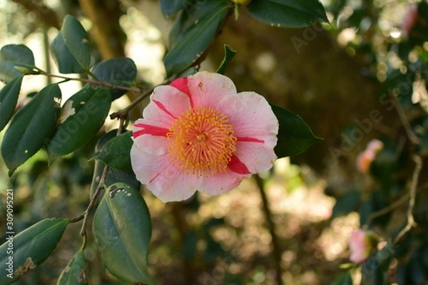 Obraz ツバキの花、さざんか