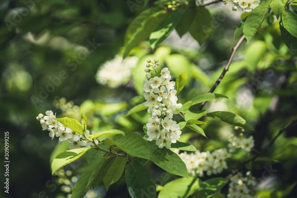 Fototapeta Blooming bird cherry tree in the garden. Selective focus.