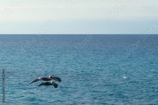 Fototapeta Two pelicans fly against the background of bright blue water. Atlantic ocean. Varadero, Cuba 