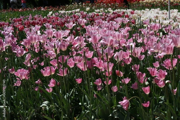 Obraz pink and white tulips
