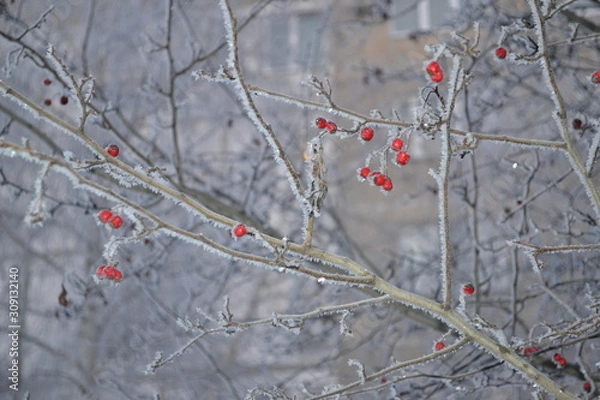 Obraz Красивый зимний  пейзаж в лесах и парках 
