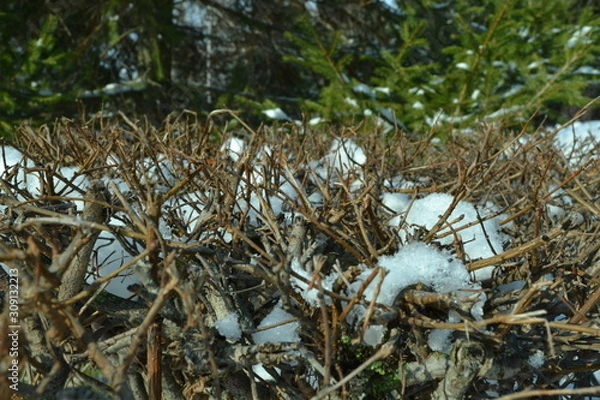 Obraz Красивый зимний  пейзаж в лесах и парках 