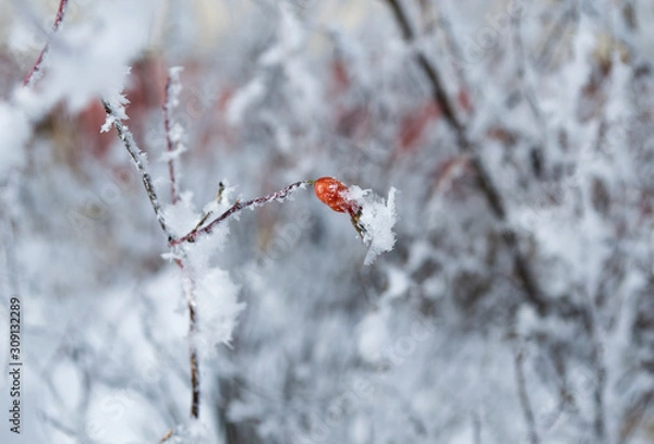 Obraz Красивый зимний  пейзаж в лесах и парках 