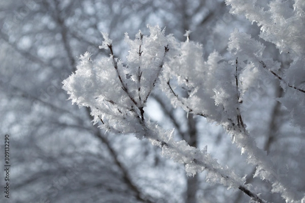 Obraz Красивый зимний  пейзаж в лесах и парках 