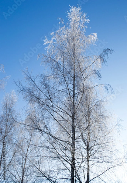 Fototapeta Красивый зимний  пейзаж в лесах и парках 