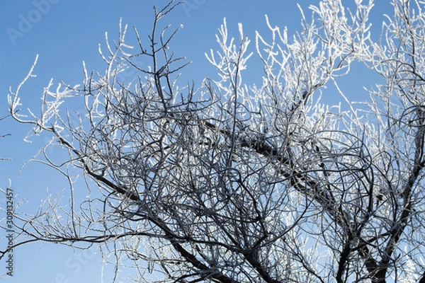 Obraz Красивый зимний  пейзаж в лесах и парках 