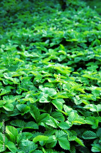 Obraz Strawberry bushes close up, green natural background