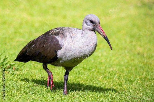 Fototapeta Close up of a Hadeda Ibis (Bostrychia hagedash) walking on a meadow, South Africa